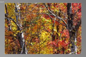 scene12061-768x435