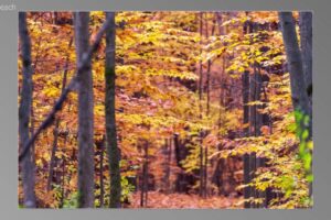scene13321-1024x580