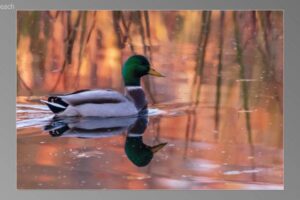 scene13481-1536x870